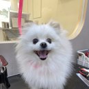 그루밍부스 이미지