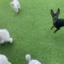 멍크라운 이미지