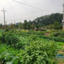 십정주유소 이미지