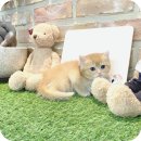 (주)펫펏 요미독강아지 동탄점 | 노원고양이분양 제대로 알아보고 왔어요 꼼꼼한 후기