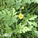 하경 카카오 검색결과