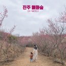 매화숲유치원 | 진주 매화숲 2026 재개장 실시간 개화 상황 경남 매화 명소 위치 주차 정보