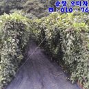 인한농장 이미지