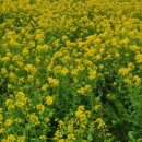 (유)오렌지렌트카 이미지