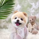 부산 연산동 애견미용 가위컷 전문 온천천 온니애견