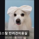 크리스탈 반려견미용실 이미지