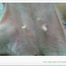 퍼피캣동물병원 이미지