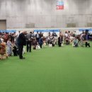 사비켄넬 이미지