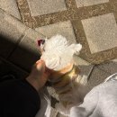 위례대로 | [송파/위례] 위례 스타필드 펫파크 | 평일&amp;주말 후기