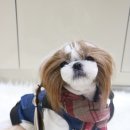 로지독 이미지