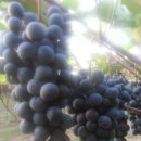 준선농장 이미지