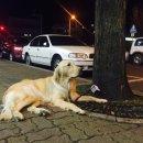 지코바양념통닭 이미지