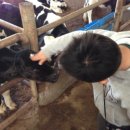 진하목장 이미지