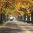 은행나무길 이미지