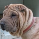 Re:블랙쵸크베리 아로니아의 효능와 블루베리 효능비교 이미지