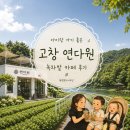 고창 연다원 내돈내산 후기 아이랑 가기 좋은 녹차밭 대형카페 청귤에이드 말차라떼