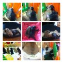 패밀리독 이미지