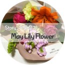 아네모네 | 포항 꽃집 메이릴리플라워 May Lily Flower Studio