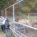 청송사슴농장 이미지