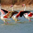 플라밍고 이미지