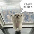 에스짐 이미지
