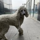 뽀송하개 이미지