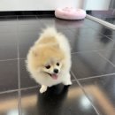 이쁘개 이미지
