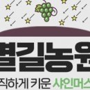 선샤인청과