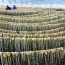 배꼽하우스 이미지