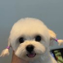 뭉치쌀롱 이미지