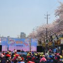 2024.4.7(일)오전 11시 우이천 벚꽃길 이미지