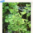 와우농장 이미지