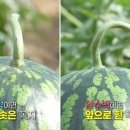 이쁜물곰과일&후레쉬마켓