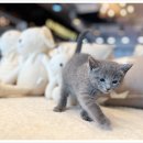 데려가개 | 전주애견분양 후기 ) 전주강아지분양 고양이분양 24시데려가개 전주점 추천해요