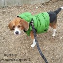 부산애견대학 이미지