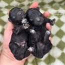 남양주켄넬 이미지