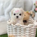 유앤미펫 강아지분양 고양이분양 위례점 | 일산애견분양 유앤미펫 강아지분양 고양이분양 일산점 철저한 건강검진 관리해