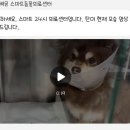 24시배곧스마트동물의료센터