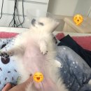 혜인동물병원 이미지