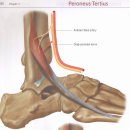 발목배굴과 내번(foot dorsiflexion and inversion, 20도, 전경골근)에 대하여 이미지