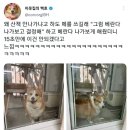 산책 나가고 싶던 강아지 이미지