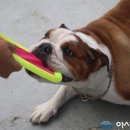 코리아 K9 애견훈련소 이미지