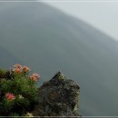 돌꽃 이미지