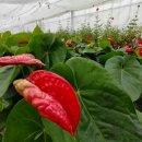 스마일농장 이미지