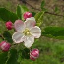 꽃이될개 이미지