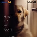 멍멍이집 이미지