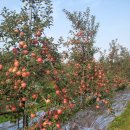 자연愛가 이미지