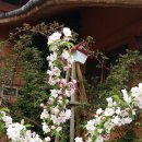 잣나무집 이미지