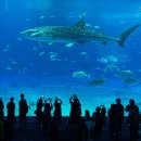 [할인]전종대의 <시, 감성과 이성의 점프>(수)14:30 | 오키나와 츄라우미 수족관 | 입장료 할인 도쿠도쿠패스 돌고래쇼 주차팁