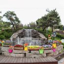 보강천 미루나무숲 이미지